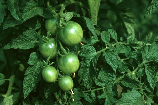 Grüne Paradeiser/Tomaten