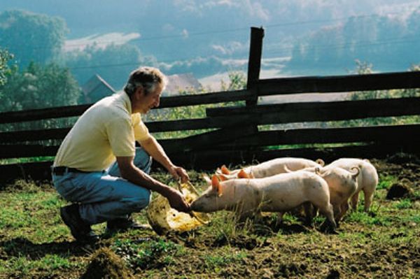 Bio-Schweine bei der Freilandhaltung