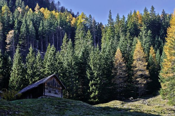 Wald mit Holzhaus