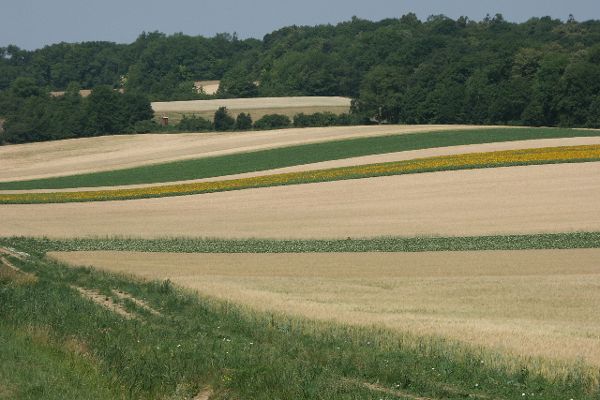 Fields around Ernstbrunn (Lower Austria)