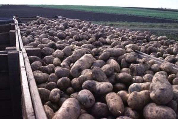 Potato on a trailer