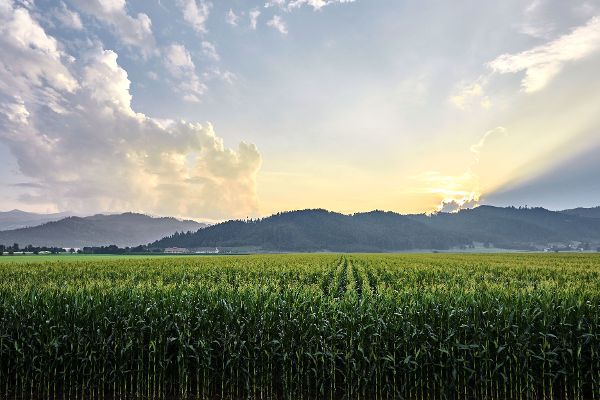 Corn field near Judenburg