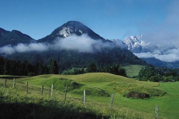 Alpine meadow in summer