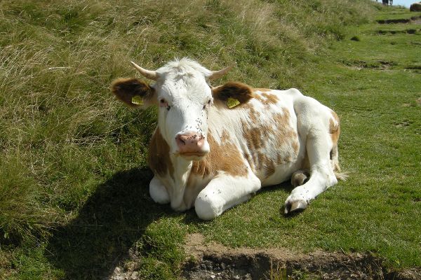 Kuh auf der Weide 