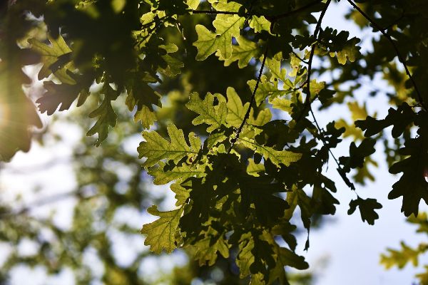 Waldimpression - Nahaufnahme von Blättern eines Baumes