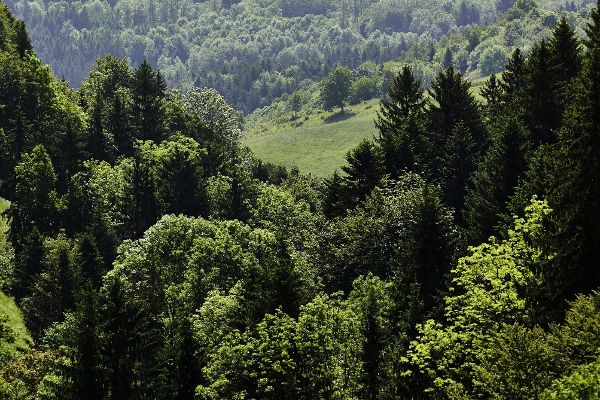 Waldimpression - Verschiedene Baumarten in einem Wald