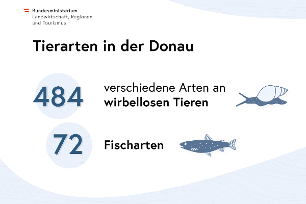 Tierarten in der Donau: 484 verschiedene Arten an wirbellosen Tieren und 72 Fischarten