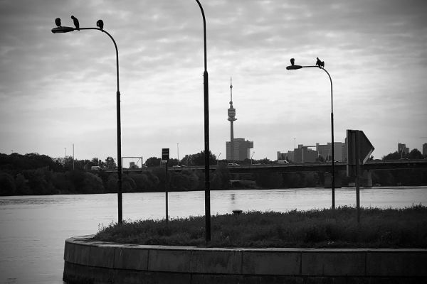 Das Foto ist schwarz weiß und zeigt Laternen an der Donau, auf denen Vögel oben sitzen.