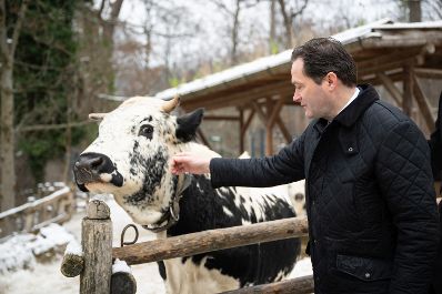 Landwirtschaftsminister Norbert Totschnig hat die Patenschaft f&uuml;r zwei Pustertaler Sprinzen im Tiergarten Sch&ouml;nbrunn &uuml;bernommen &ndash; eine Rinderrasse, die vom Aussterben bedroht ist.