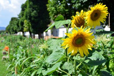 Sonnenblume - Urban Gardening 2016