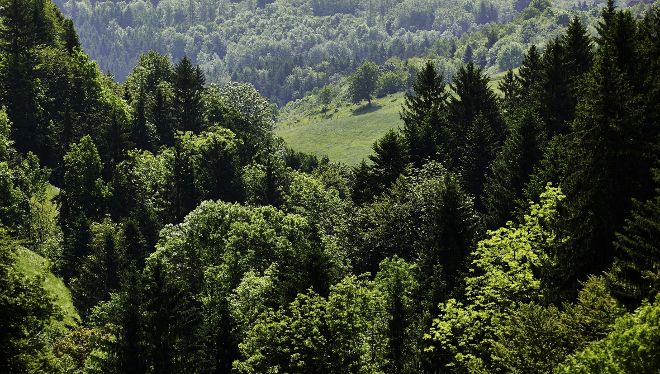 Waldimpression - Verschiedene Baumarten in einem Wald